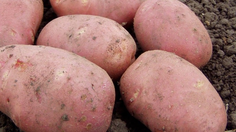 Variété de pomme de terre mi-tardive Aladdin, adaptée à diverses conditions climatiques