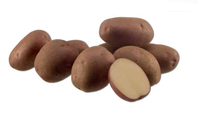 Mid-late potato variety na Aladdin, na angkop para sa iba't ibang klimatiko na kondisyon