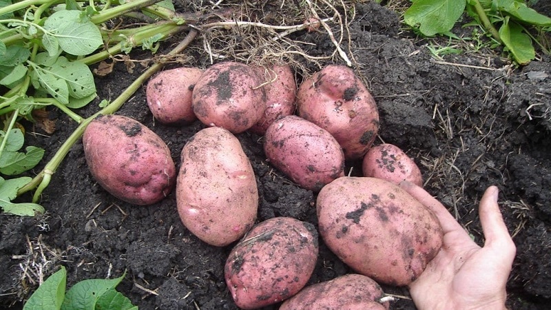 Mid-late potato variety Aladdin, suitable for various climatic conditions