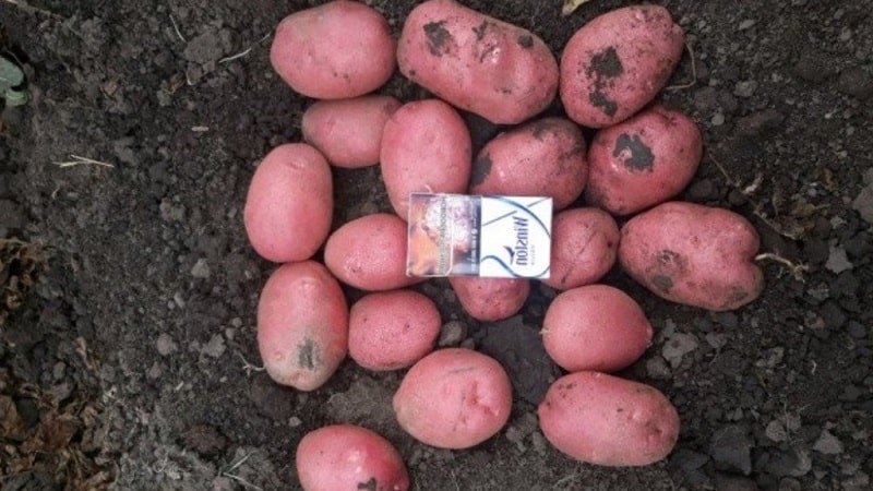 Mid-late potato variety Aladdin, suitable for various climatic conditions