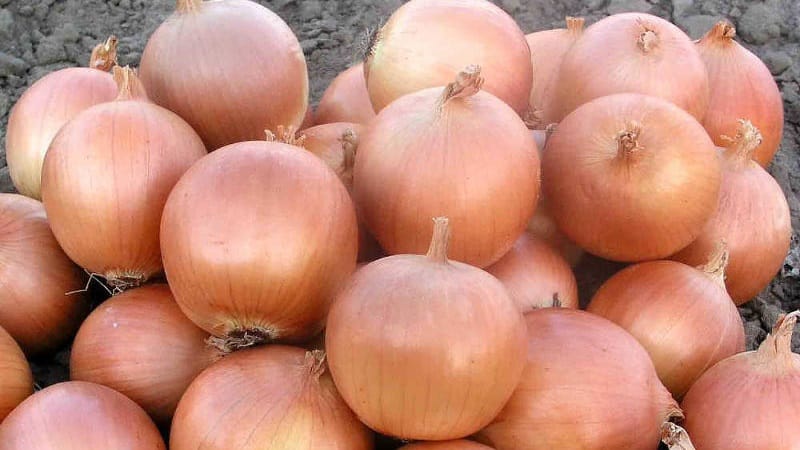 Helenas ibrido di cipolla medio-precoce con resa elevata