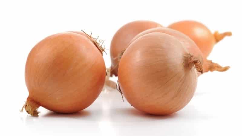 Mid-early onion hybrid Helenas na may mataas na ani