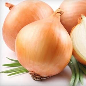 Mid-early onion hybrid Helenas na may mataas na ani