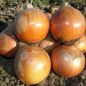 Helenas ibrido di cipolla medio-precoce con resa elevata