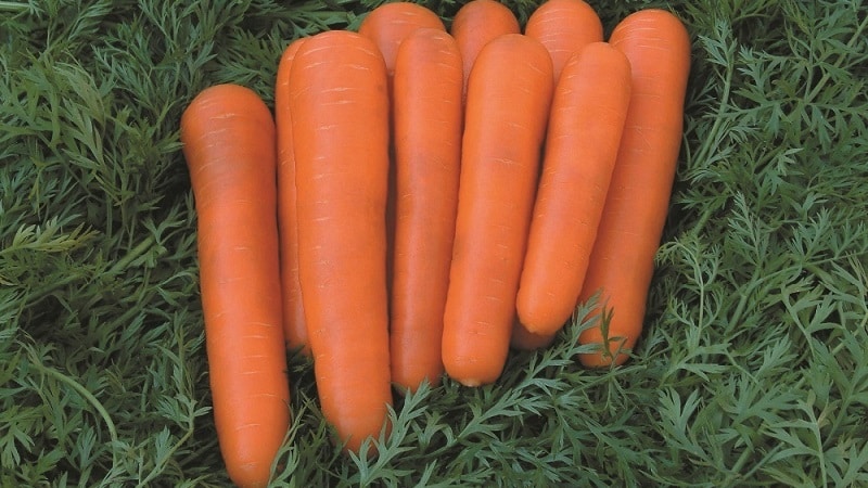 Varietà di carota medio-precoce con alto contenuto di carotene: il dolce dei bambini