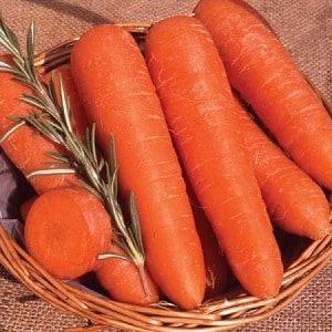 Varietà di carota medio-precoce con alto contenuto di carotene: il dolce dei bambini