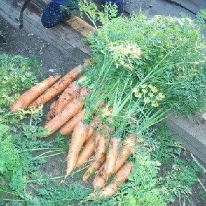 Varietà di carota medio-precoce con alto contenuto di carotene: il dolce dei bambini