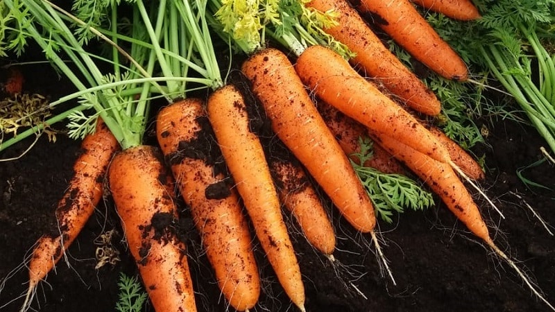 Variedade de cenoura intermediária com alto teor de caroteno: doce infantil