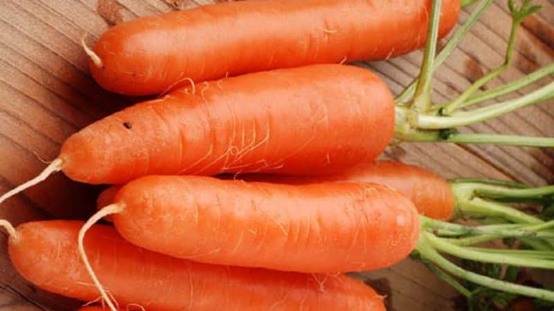 Varietà di carota medio-precoce con alto contenuto di carotene: il dolce dei bambini