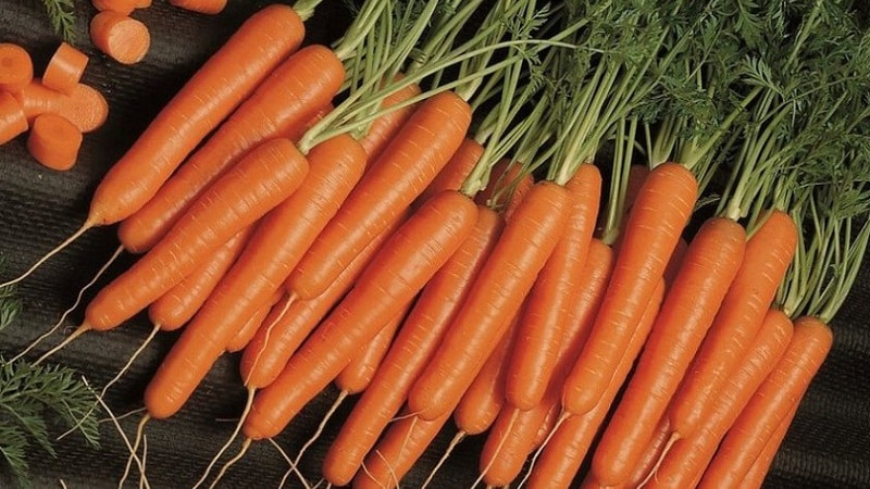 Varietà di carota medio-precoce con alto contenuto di carotene: il dolce dei bambini