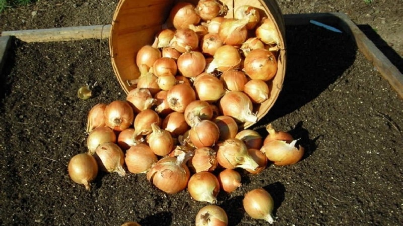 Technology for planting onions before winter: at what depth and distance from each other to plant