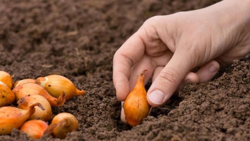 Technology for planting onions before winter: at what depth and distance from each other to plant