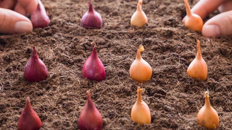 Technology for planting onions before winter: at what depth and distance from each other to plant