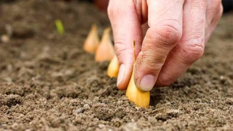 Technology for planting onions before winter: at what depth and distance from each other to plant