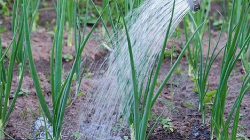 Technology for planting onions before winter: at what depth and distance from each other to plant