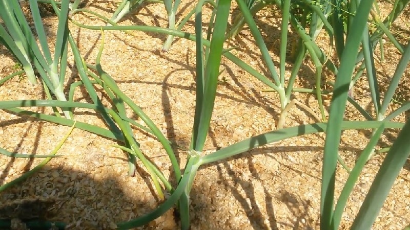 Technology for planting onions before winter: at what depth and distance from each other to plant