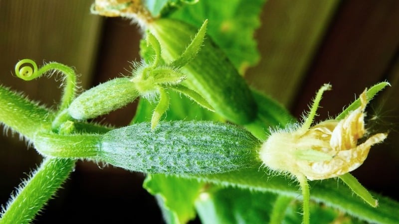 Top 10 best self-pollinating varieties of cucumbers for the balcony