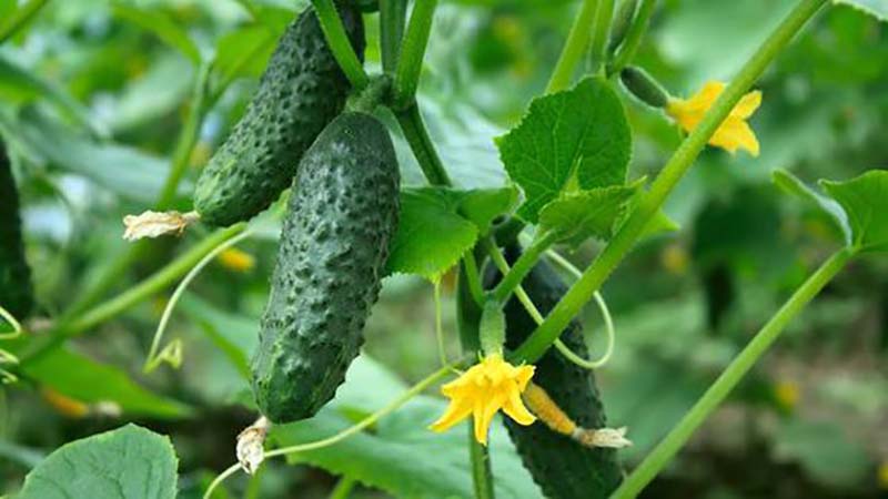 Le 10 migliori varietà autoimpollinanti di cetrioli per il balcone