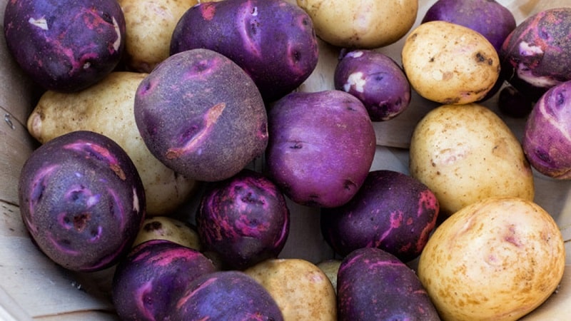 Patates de colors sorprenents: varietats i les seves propietats beneficioses