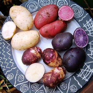 Pommes de terre aux couleurs étonnantes : variétés et leurs propriétés bénéfiques