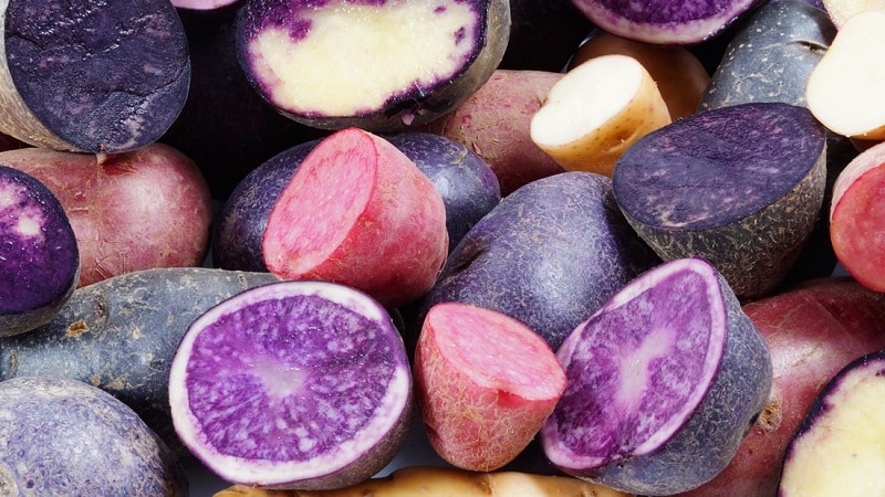 Amazing colored potatoes: varieties and their beneficial properties