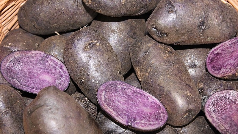 Batatas coloridas incríveis: variedades e suas propriedades benéficas