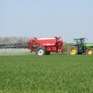 Fertilizers for winter wheat: what to feed in the fall