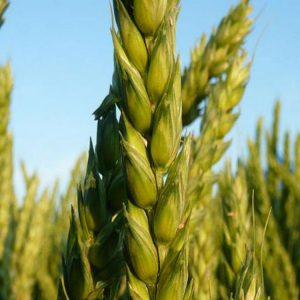 Fertilizers for winter wheat: what to feed in the fall