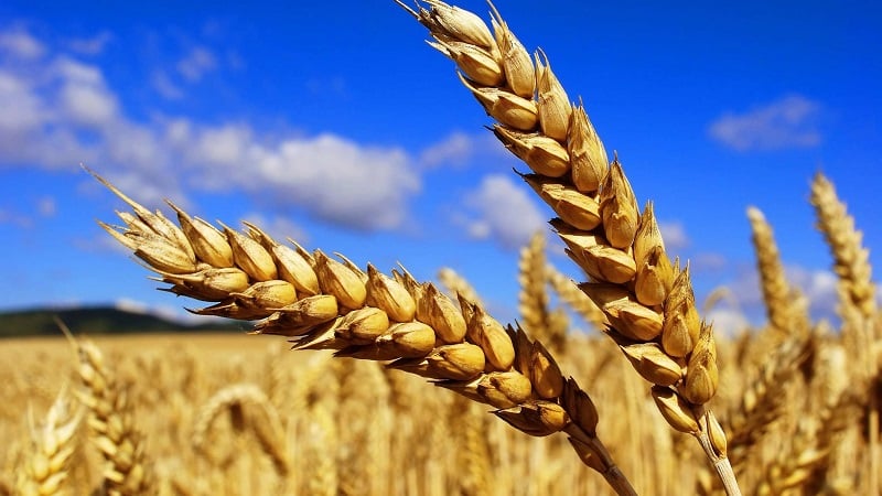 What is the difference between barley, wheat and other grains