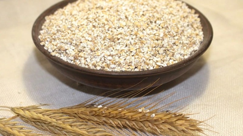 What is the difference between barley, wheat and other grains