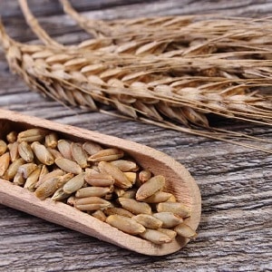 What is the difference between barley, wheat and other grains