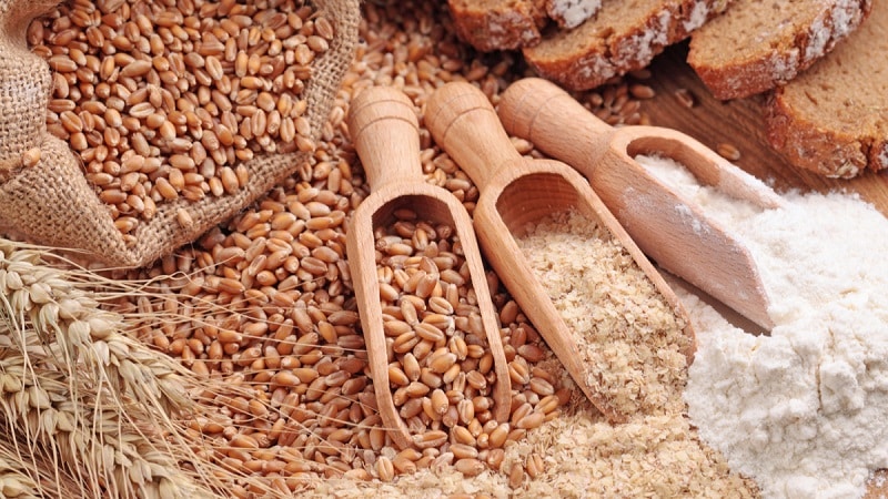 What is the difference between barley, wheat and other grains