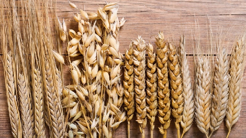 What is the difference between barley, wheat and other grains