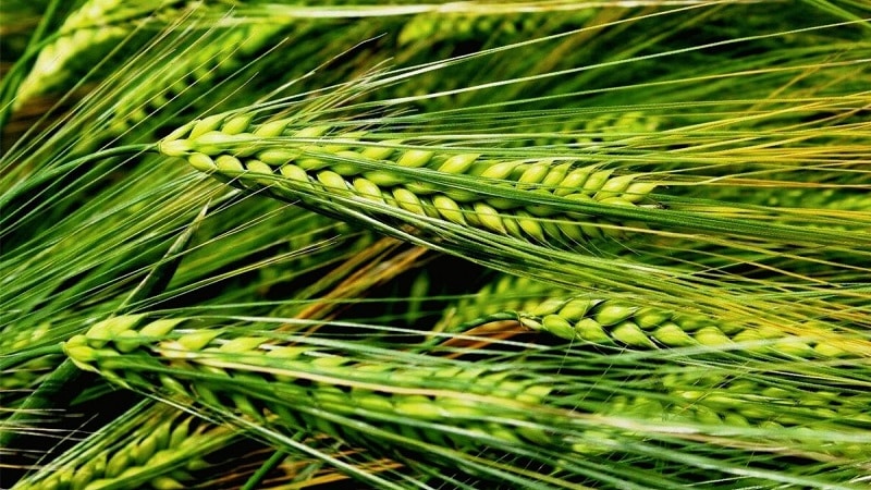 Qual è la differenza tra orzo, grano e altri cereali