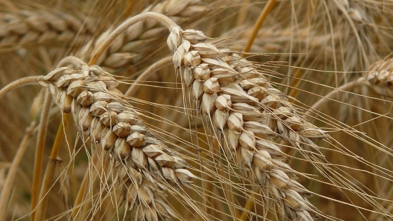 Qual è la differenza tra orzo, grano e altri cereali