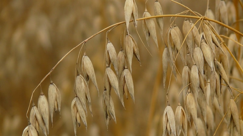 What is the difference between barley, wheat and other grains