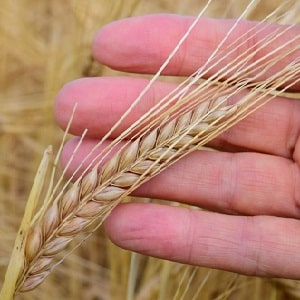 What is the difference between barley, wheat and other grains