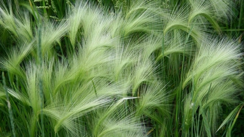 Growing and caring for maned barley and its use in landscape design