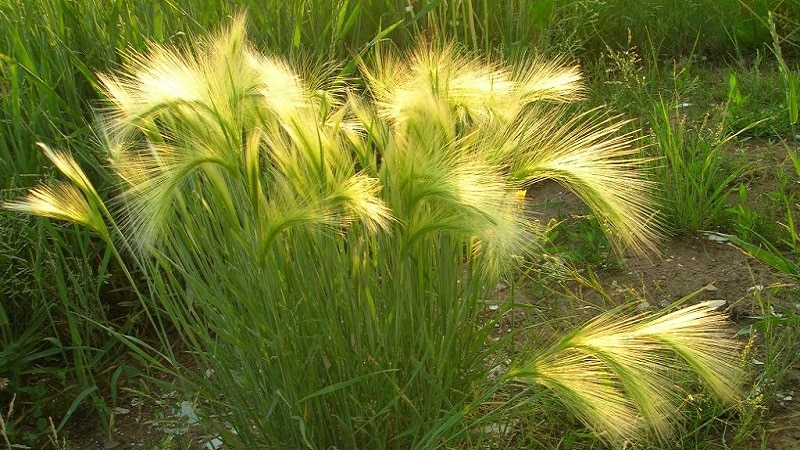 Growing and caring for maned barley and its use in landscape design