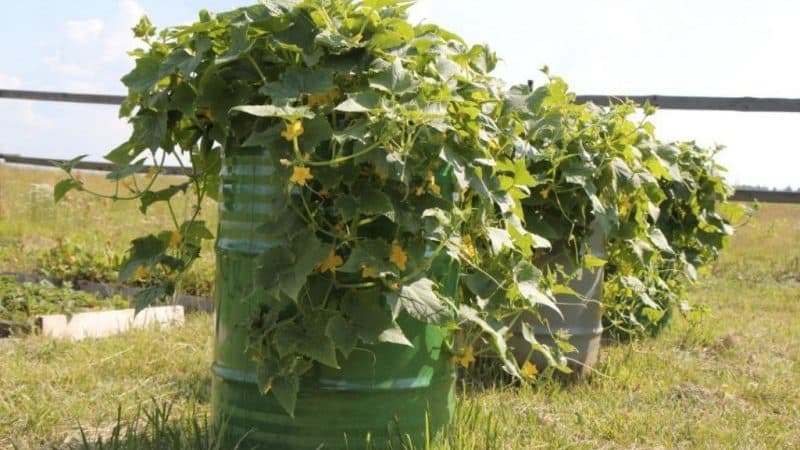 Step-by-step cultivation of cucumbers in a barrel, photos and useful tips