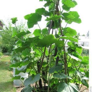 Step-by-step cultivation of cucumbers in a barrel, photos and useful tips