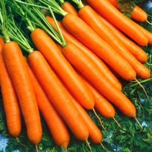 High-yielding carrot hybrid Sankina Lyubov