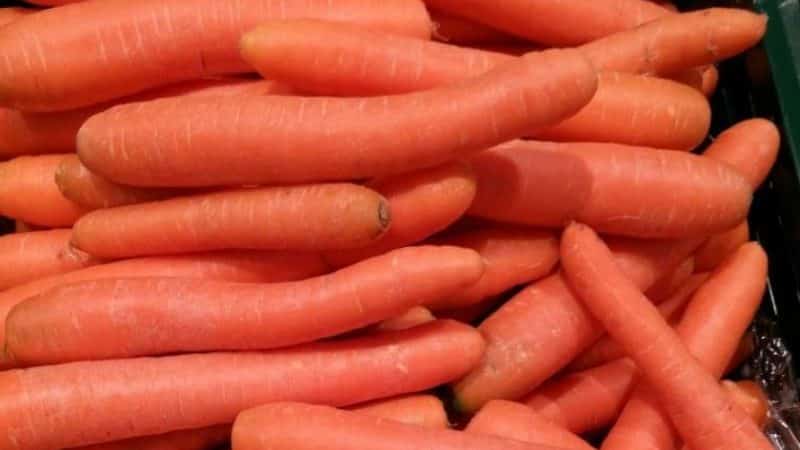 High-yielding carrot hybrid Sankina Lyubov