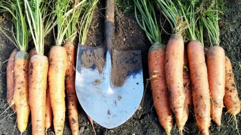 High-yielding carrot hybrid Sankina Lyubov