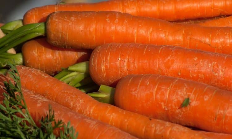 High-yielding carrot hybrid Sankina Lyubov