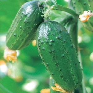 Cultivo de pepinos en invernadero: reglas de cuidado desde la siembra hasta la cosecha.