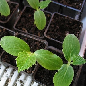 Cultivo de pepinos en invernadero: reglas de cuidado desde la siembra hasta la cosecha.