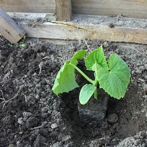 Uprawa ogórków w szklarni: zasady pielęgnacji od sadzenia do zbioru