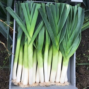 Ang pagpapatubo ng mga leeks sa bukas na lupa at pag-aalaga sa kanila mula sa pagtatanim hanggang sa pag-aani