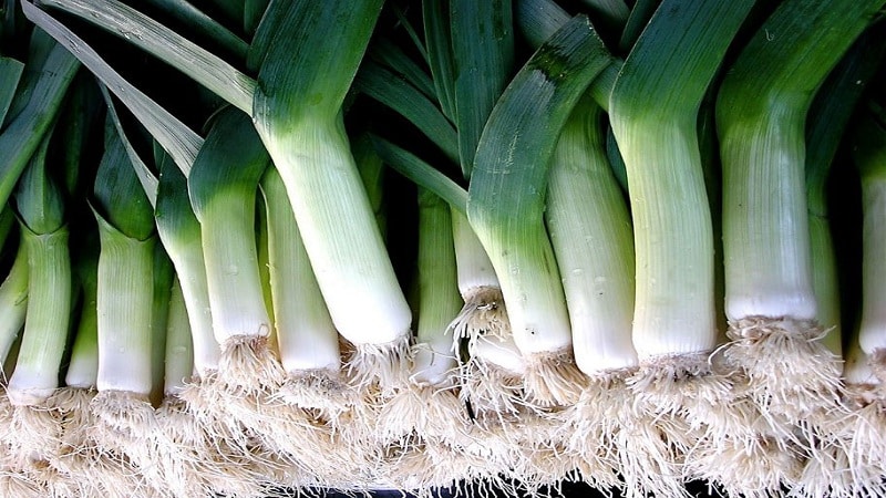 Ang pagpapatubo ng mga leeks sa bukas na lupa at pag-aalaga sa kanila mula sa pagtatanim hanggang sa pag-aani